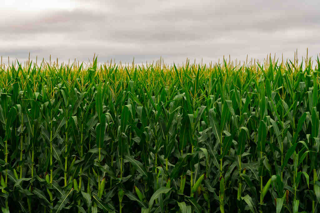 What did Indiana invent?