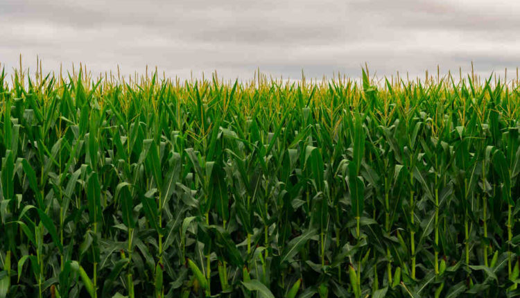 What is Indianapolis famous for?