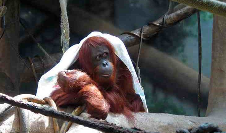 What's the number one attraction in Indiana?